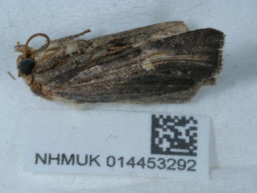 Helotropha leucostigma leucostigma ab. lunina Haworth, 1809 - 014453292_1