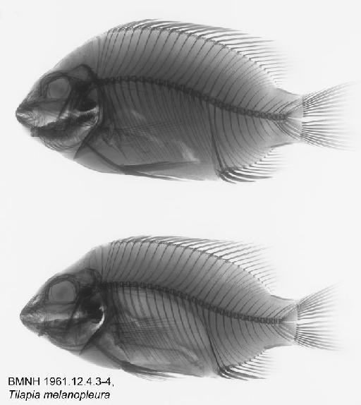 Tilapia melanopleura Duméril, 1861 - BMNH 1961.12.4.3-4, Tilapia melanopleura Radiograph