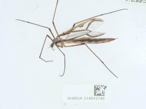 Tipula (Acutipula) maxima balcanica Vermoolen, 1983 - 014543745_3