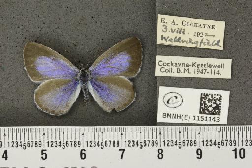 Celastrina argiolus britanna (Verity, 1919) - BMNHE_1151143_112180