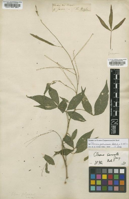 Cleome paludosa Willd. ex Eichler - BM000573987