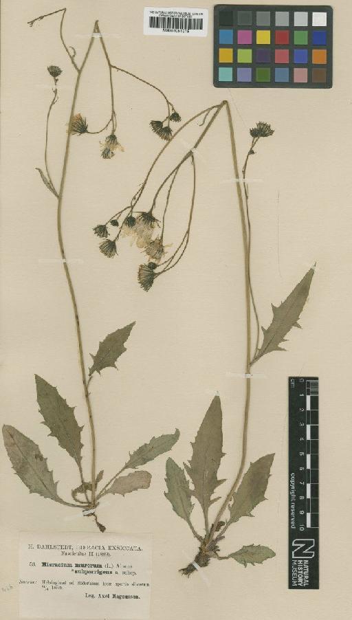 Hieracium bifidum subsp. spiloprasinum Nyár. & Zahn - BM001051015