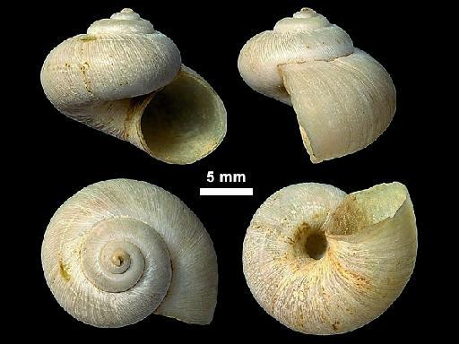 Cyclostoma spurea Gratel., 1840 - 1907.11.22.9, NEOTYPE, Cyclostoma spurea Gratel., 1840