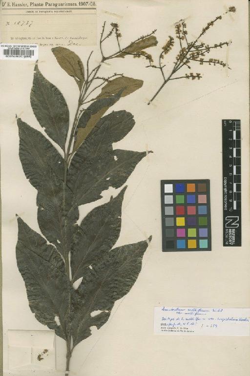 Combretum mellifluum var. mellifuum Eichler - BM000548820