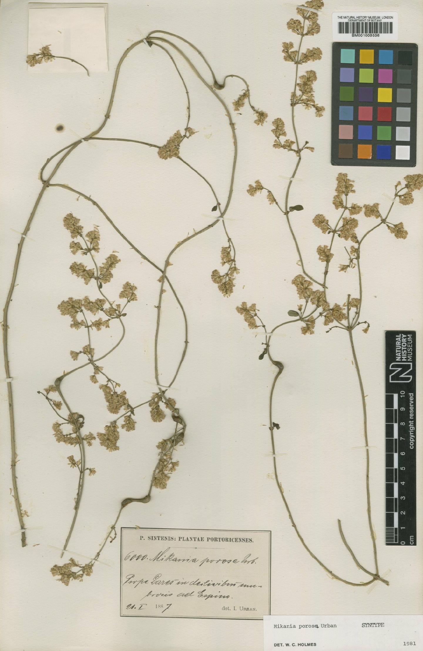 To NHMUK collection (Mikania porosa Urb.; Syntype; NHMUK:ecatalogue:572532)