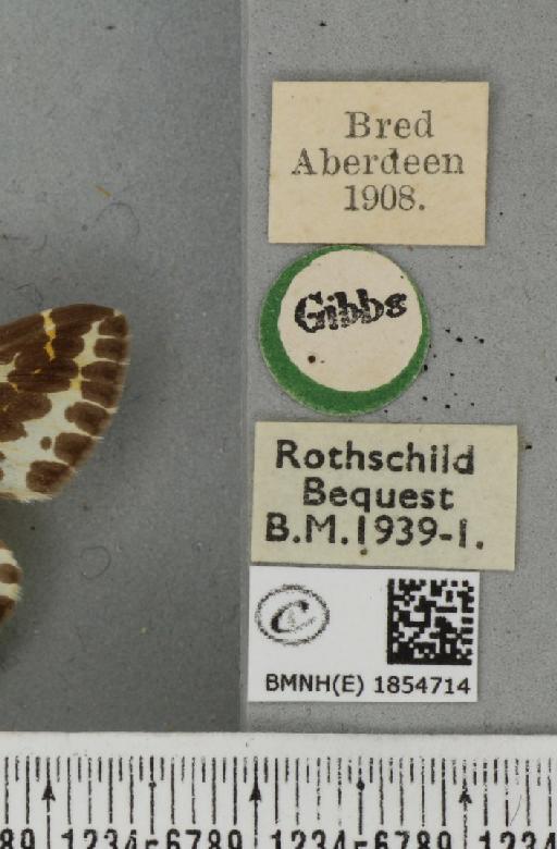 Abraxas grossulariata ab. aberdoniensis Raynor, 1923 - BMNHE_1854714_label_415160