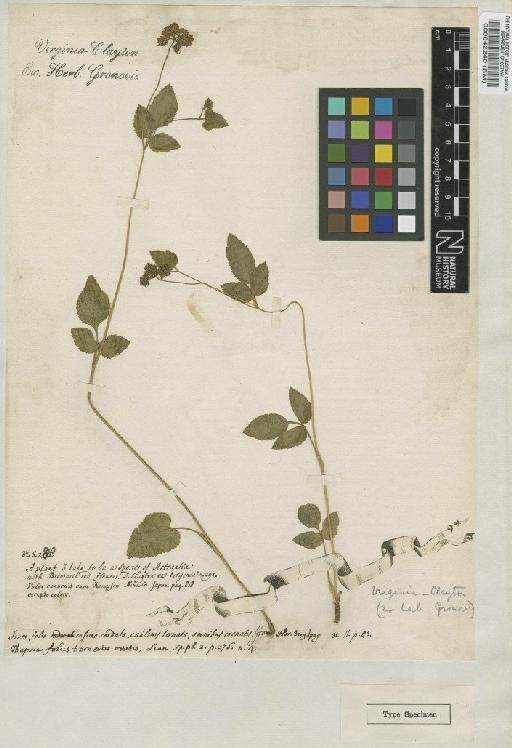 Thapsia trifoliata L. - BM000042240