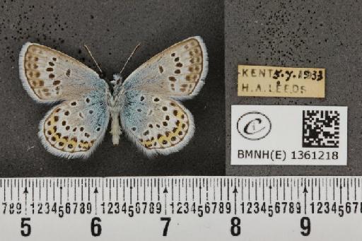 Plebejus argus cretaceus ab. flavescens Tutt, 1909 - BMNHE_1361218_175274