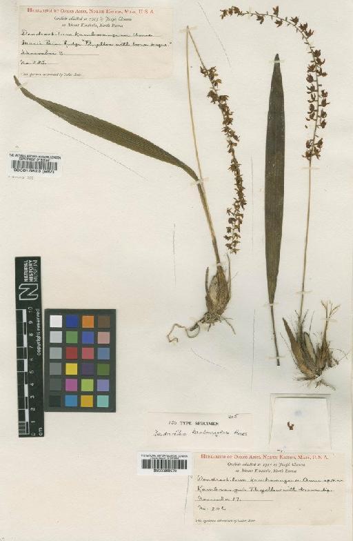 Dendrochilum kamborangense Ames - BM000958070