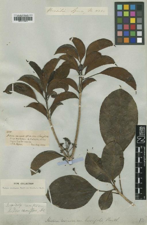 Dendropanax resinosus (Marchal) Frodin - BM001008679