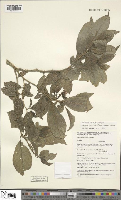 Solanum vacciniiflorum Standl. & L.O.Williams - BM000848471