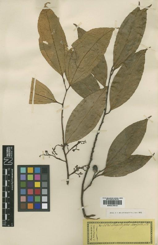 Cryptocarya laevigata Blume - BM000799401