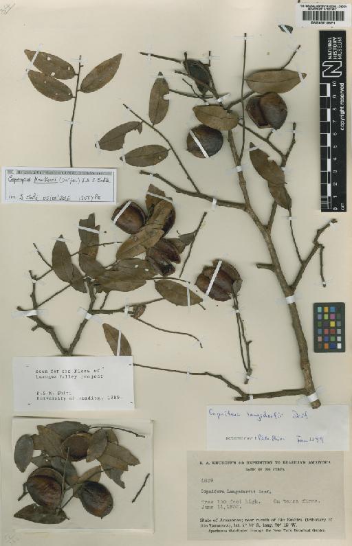 Copaifera krukovii (Dwyer) J.A.S.Costa - BM000812071
