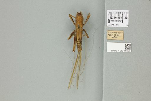 Eumacroxiphus megapterus (Brongniart, 1897) - 012497835_73494_92703