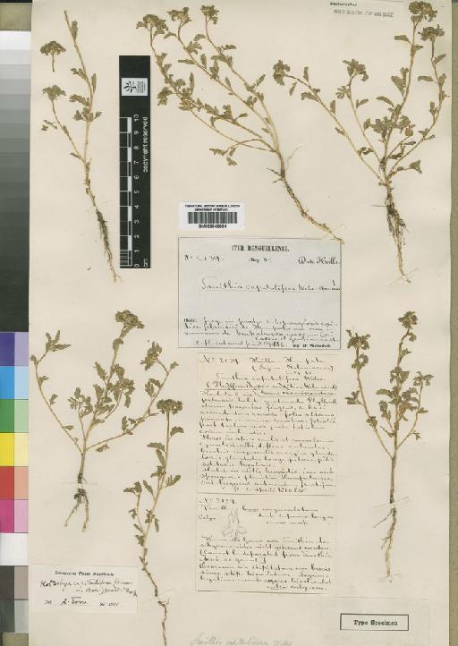 Smithia capitulifera Welw. ex Baker - BM000842694