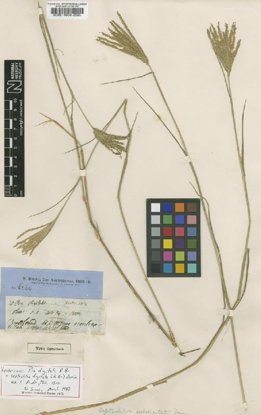 Leptochloa digitata (R.Br.) Domin - BM000514999