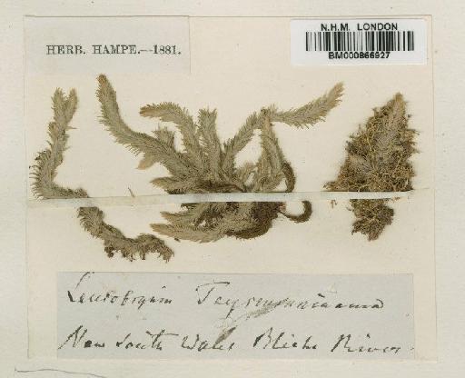 Leucobryum teysmannianum Dozy & Molk. - BM000866927