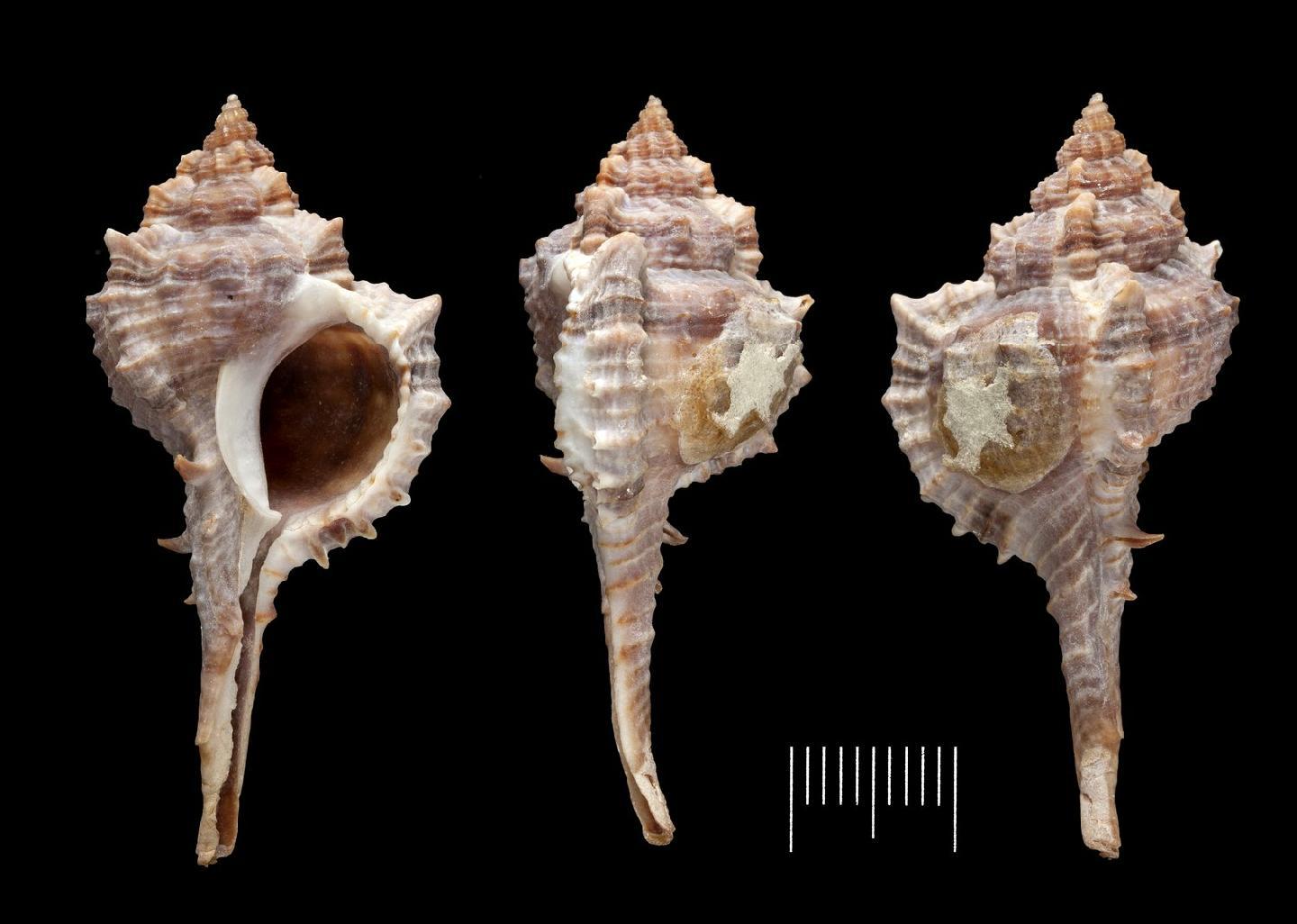 To NHMUK collection (Murex nigrescens G. B. Sowerby II, 1841; POSSIBLE TYPE; NHMUK:ecatalogue:3505907)