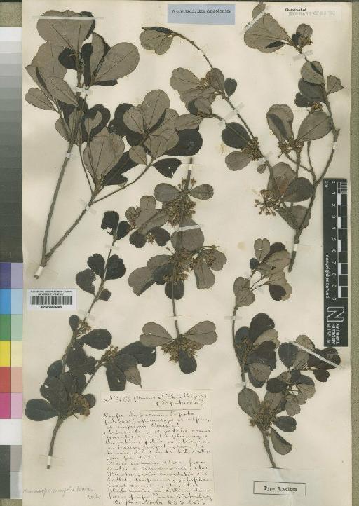Manilkara cuneifolia (Baker) Dubard - BM000925394