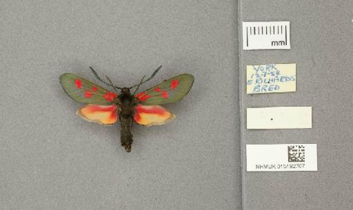 Zygaena (Zygaena) filipendulae stephensi Dupont, 1900 - 015192707_775459_1085133