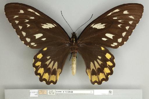 Ornithoptera croesus croesus Wallace, 1859 - 013605003__