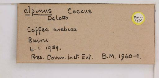 Coccus alpinus De Lotto, 1960 - 010713742_additional