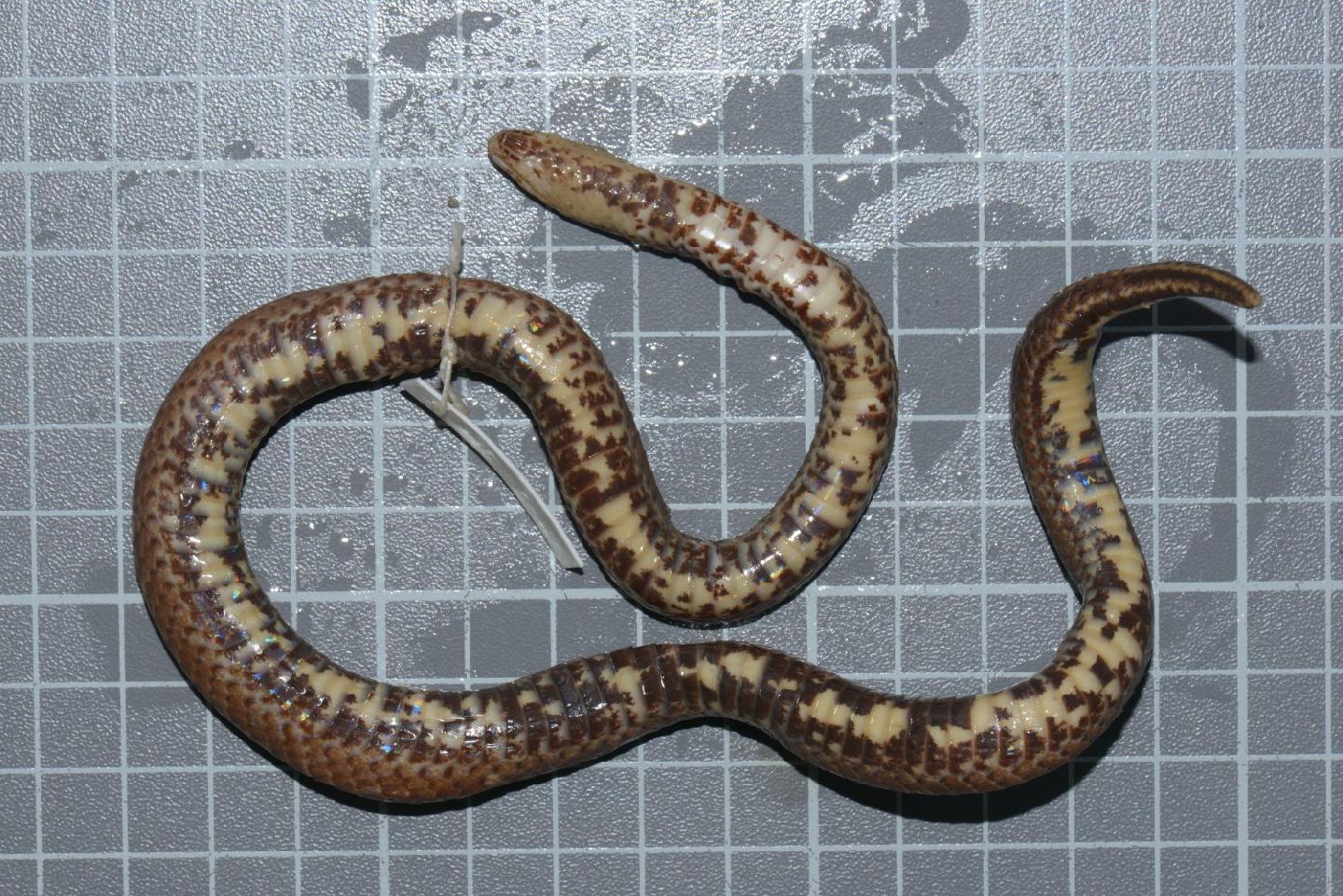 Atractus vittatus thumbnail