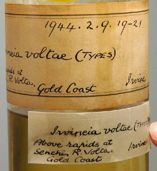 Irvineia voltae Trewavas, 1943 - 1944.2.9.19-21; Irvineia voltae;  image of jar label; ACSI project image