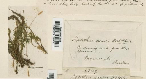 Brachymenium speciosum (Hook.f. & Wilson) Steere - BM000873602