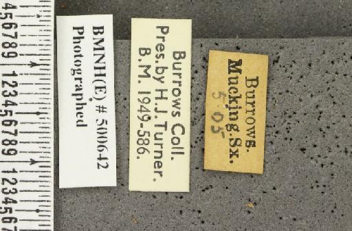 Erynnis tages tages ab. transversa Tutt, 1906 - BMNHE_500642_label_157935
