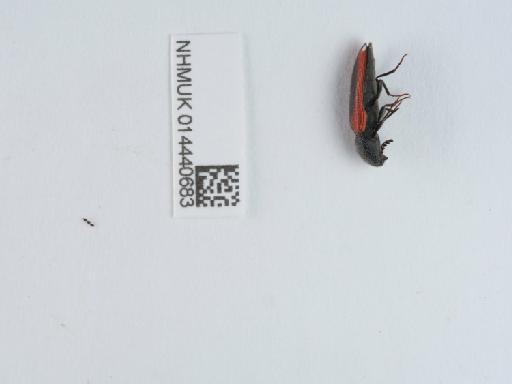 Ampedus (Ampedus) sanguinolentus (Schrank, 1776) - 014440683_1