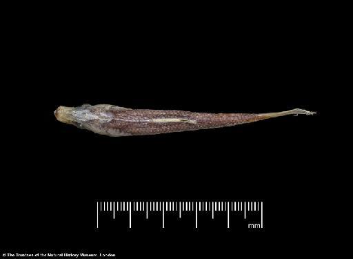 Herklotsichthys lossei Wongratana, 1983 - BMNH 1976.8.19.51-63, PARATYPES, Herklotsichthys lossei c, dorsal