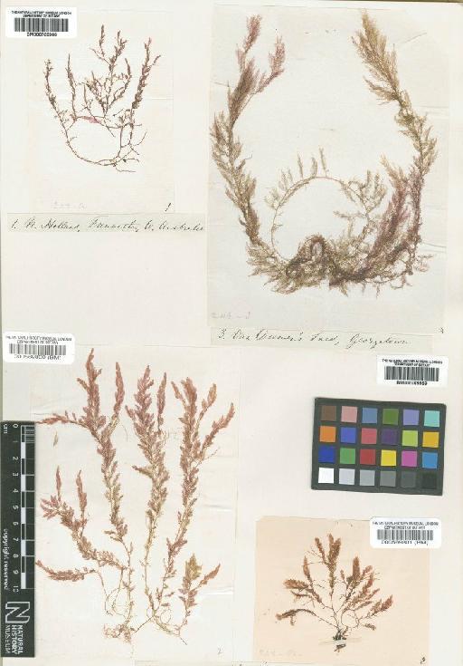 Asparagopsis armata Harv. - BM000569801