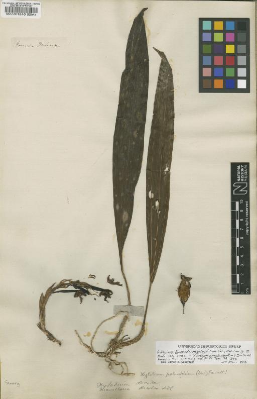 Xylobium palmifolium Sw. - BM000031248