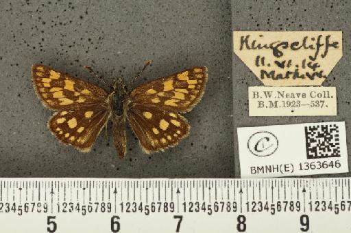 Carterocephalus palaemon (Pallas, 1771) - BMNHE_1363646_175813