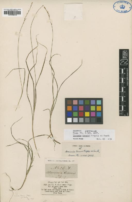 Uncinia tenuis Poepp. ex Kunth - BM000938420
