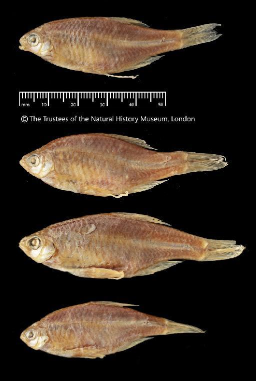 Achilognathus himantegus Günther, 1868 - BMNH 1865.5.2.54-58, SYNTYPES, Achilognathus himantegus