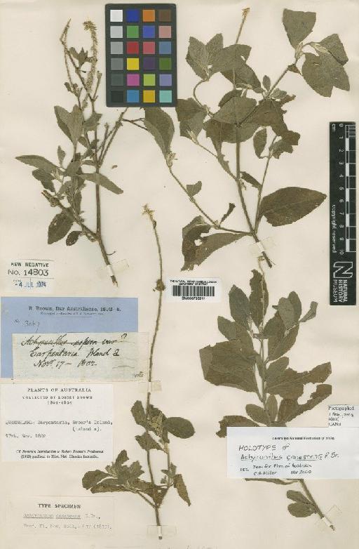 Achyranthes aspera var. canescens (R.Br.) F.M.Bailey - BM000795211