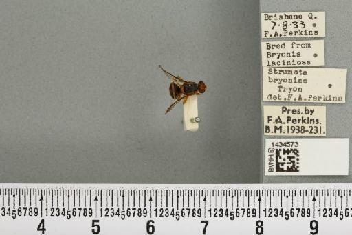 Bactrocera (Bactrocera) bryoniae (Tryon, 1927) - BMNHE_1434573_28435