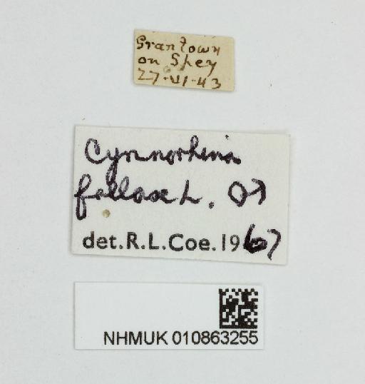 Blera fallax (Linnaeus, 1758) - 010863255-Blera_fallax-label