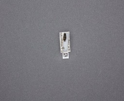 Sarcophaga (Thyrsocnema) incisilobata Pandelle, 1896 - 015093371_234562_1297059