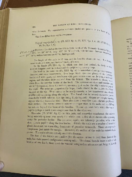 Evarne kerguelensis McIntosh, 1885 - Challenger Polychaete Scans of Book 67