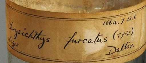 Chrysichthys furcatus Günther, 1864 - 1864.7.22.1; Chrysichthys furcatus; image of jar label; ACSI project image