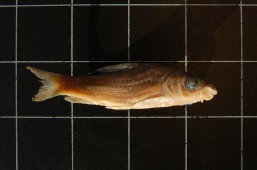 Barbus mungoensis Trewavas, 1974 - BMNH 1973.5.14.164-182 Barbus mungoensis (extreme lips) c