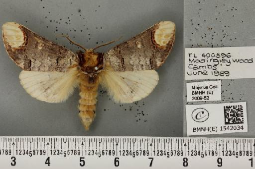 Phalera bucephala bucephala (Linnaeus, 1758) - BMNHE_1542034_249207