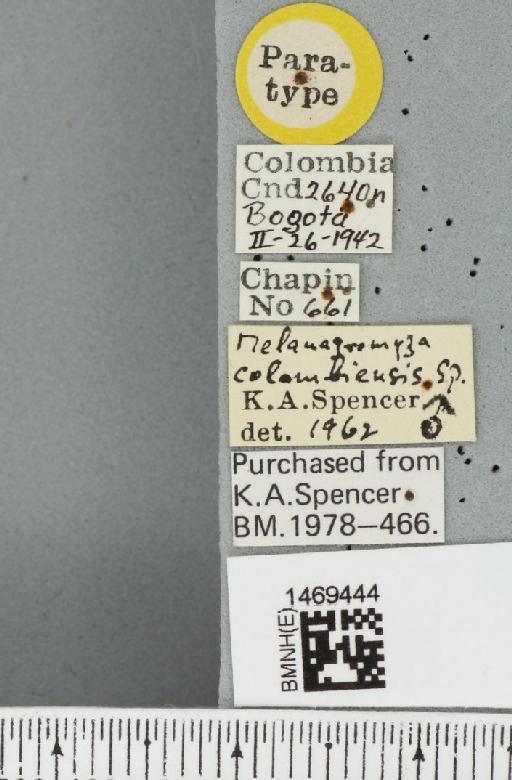 Melanagromyza colombiensis Spencer, 1963 - BMNHE_1469444_label_45148