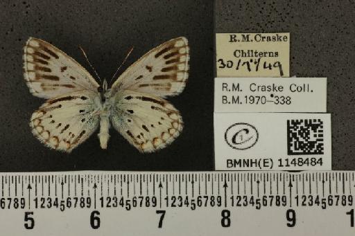 Lysandra coridon ab. radiata Bright & Leeds, 1938 - BMNHE_1148484_101690