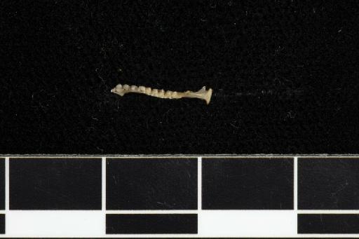 Phyllorhina aurita Tomes, 1859 - 1907_1_1_303-Phyllorhina_aurita-Type-Skull-right_mandible-occlusal