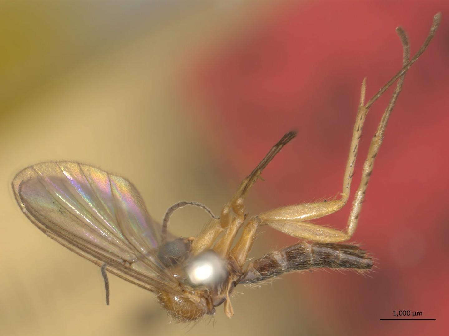 Sciophila buxtoni