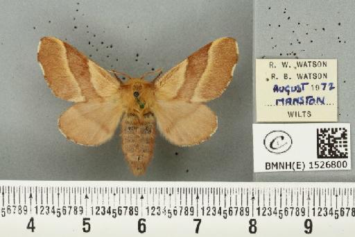 Malacosoma neustria (Linnaeus, 1758) - BMNHE_1526800_191032